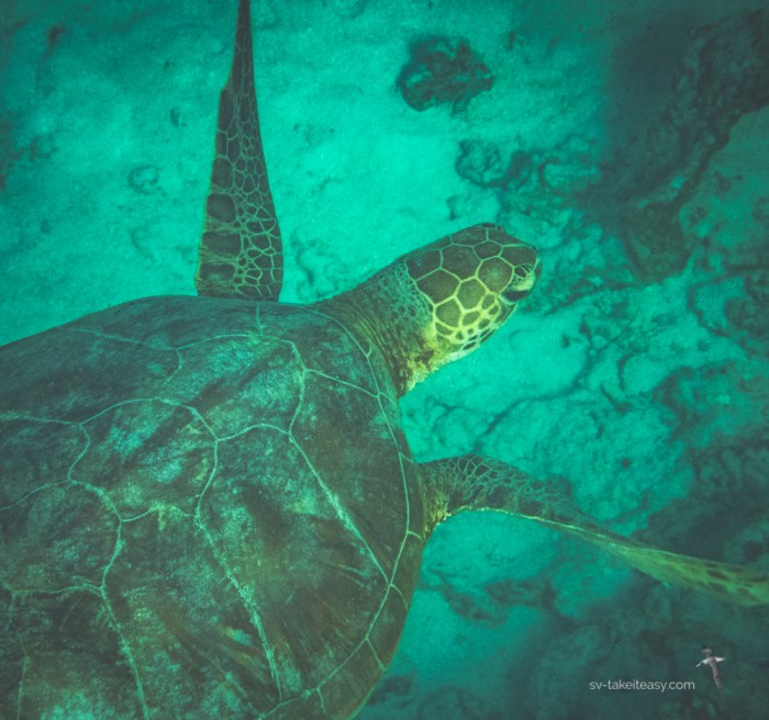 Boult Reef -7150148.jpg