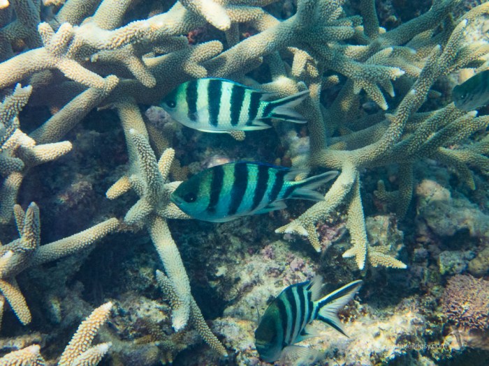 Fitzroy Reef -7160010.jpg