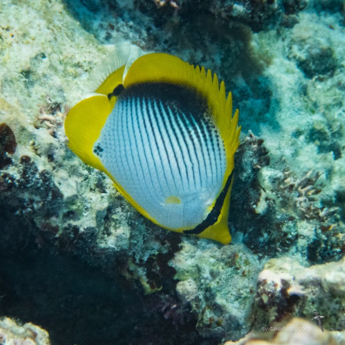 Fitzroy Reef -7160027.jpg