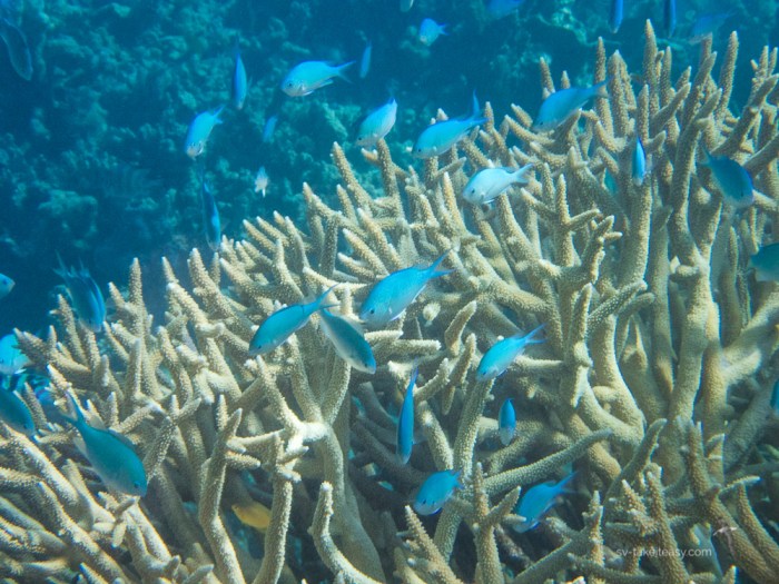 Fitzroy Reef -7170055.jpg