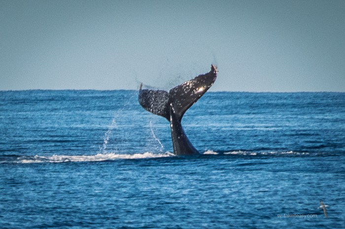 Tail Lobbing Whale