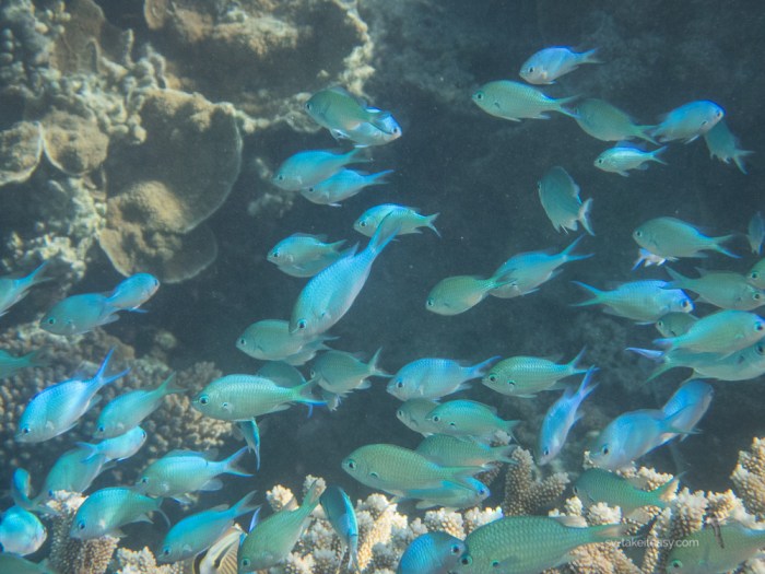 Damsels school at Lady Musgrave