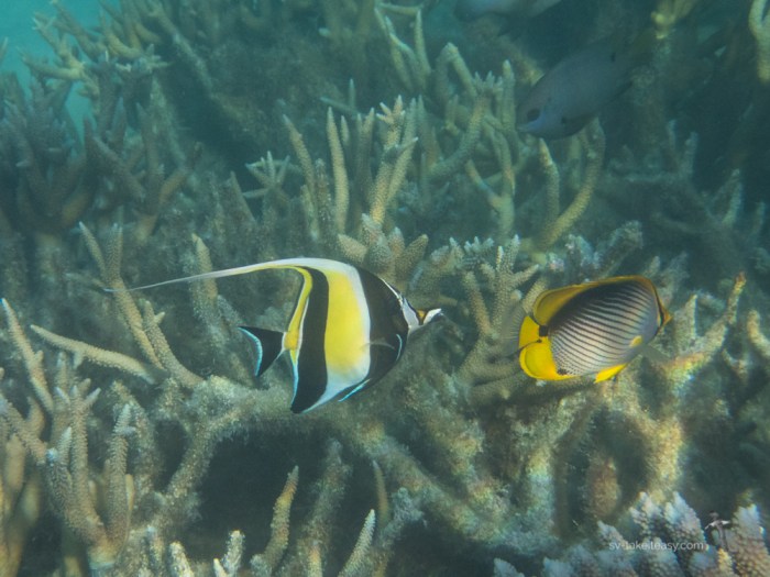 Moorish Idol and Black-backed Butterflyfish
