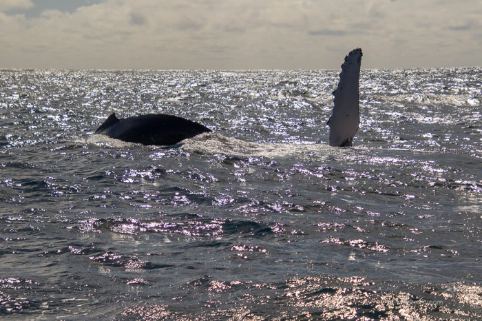 Humpback whales frolicking