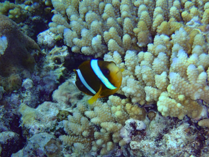 Wistari Reef -3080033.jpg