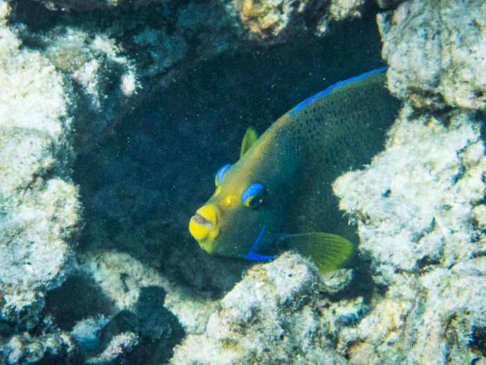 Blue Angelfish