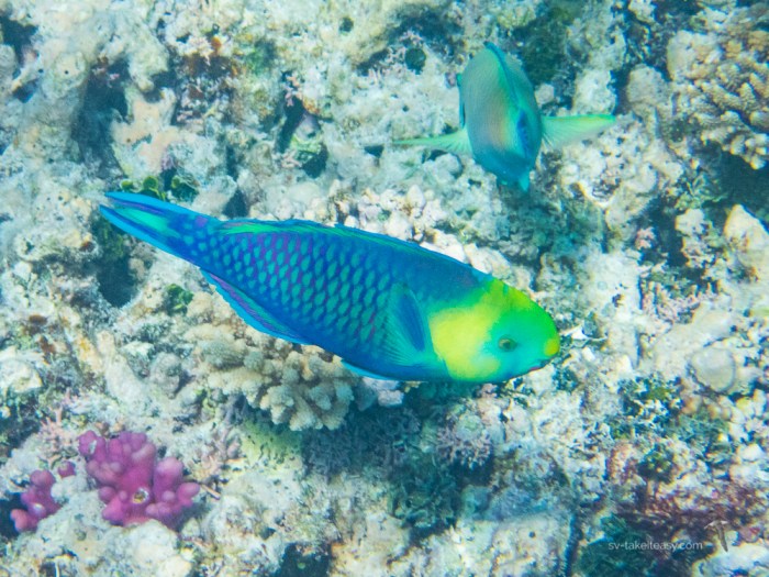 Wistari Reef -7180030.jpg