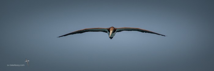 Brown Booby in flight