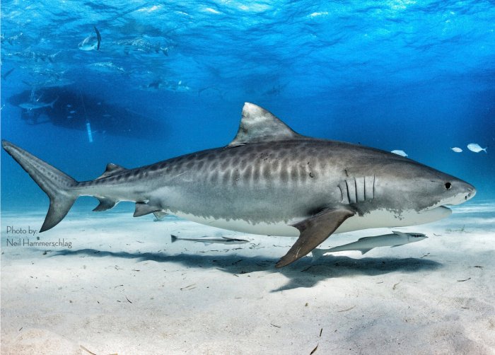 Tiger Shark