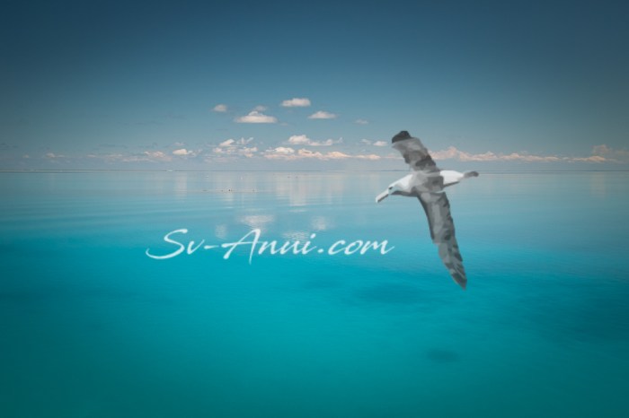 Fitzroy Reef -0746-2