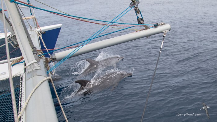 passage to port macquarie -1818