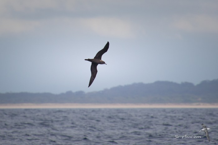 passage to port macquarie -1897