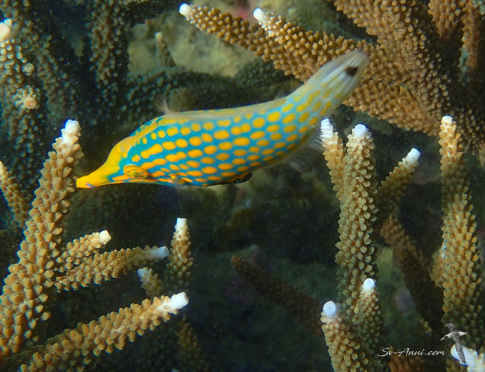 Harlequin Filefish