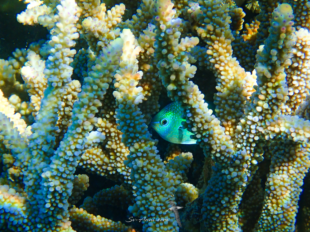 Blue Damsel playing hide and seek