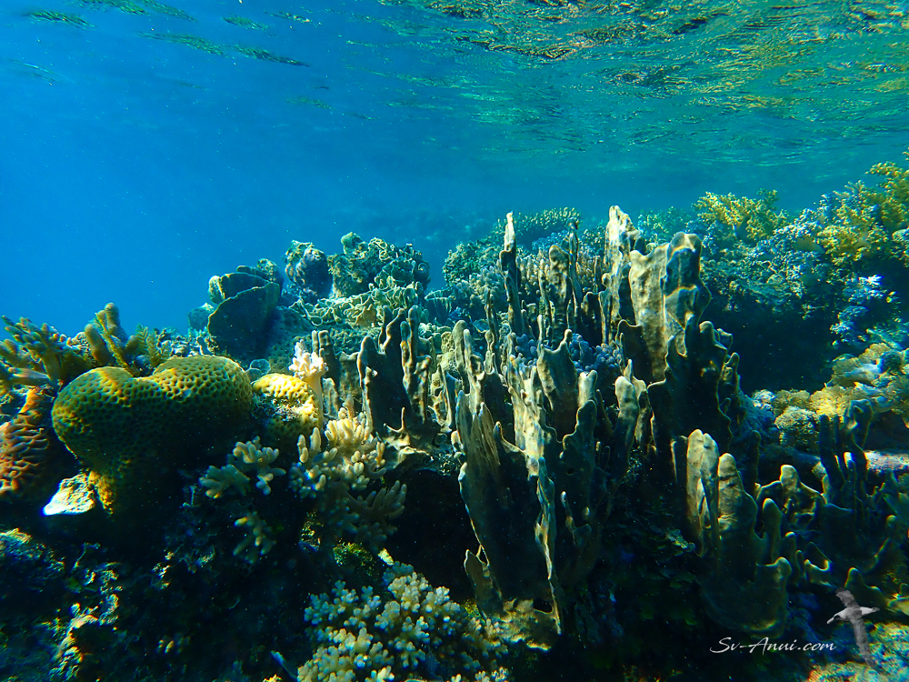 Bait Reef Soft Corals