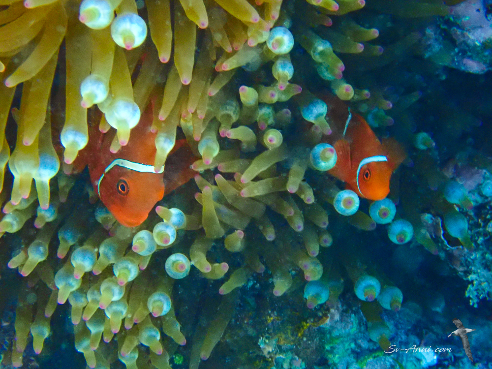 Spine-Cheek Clownfish