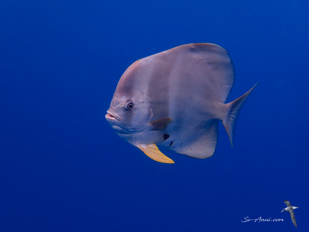 Roundface Batfish