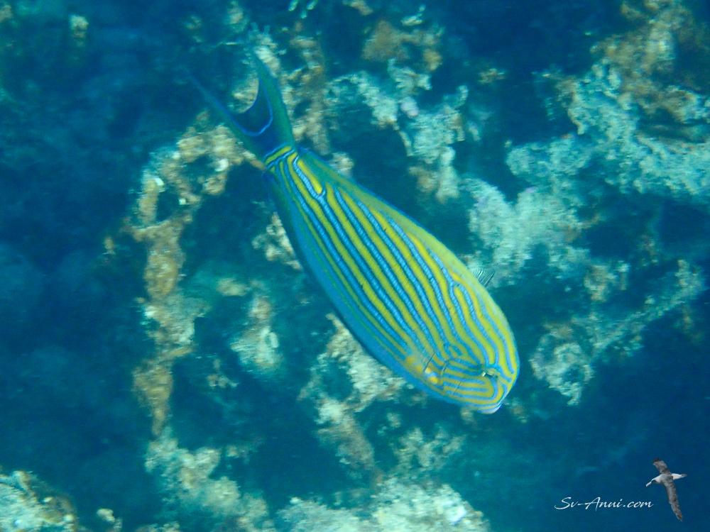 Blue-lined Surgeonfish
