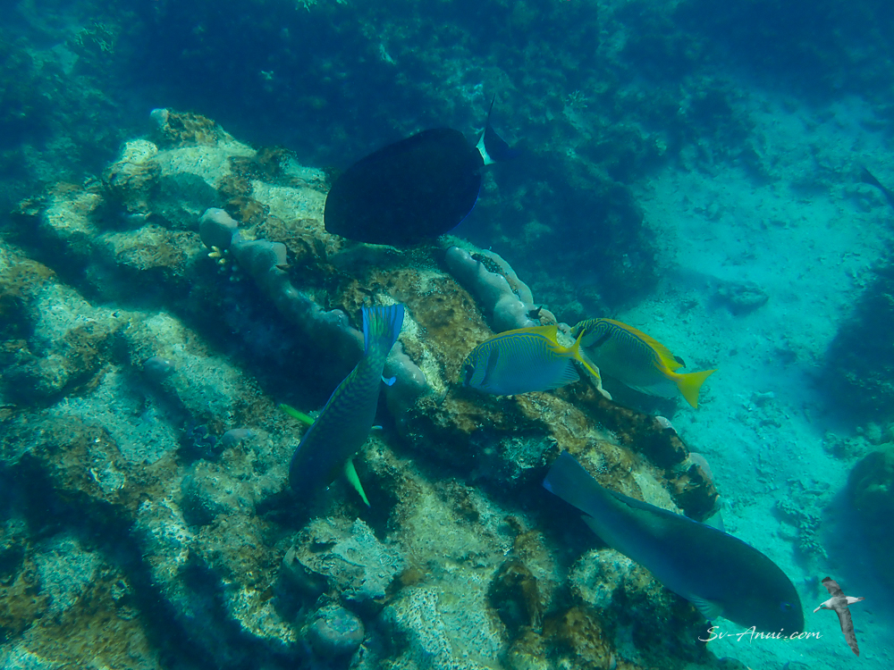 Feeding Station at Blue Pearl Bay
