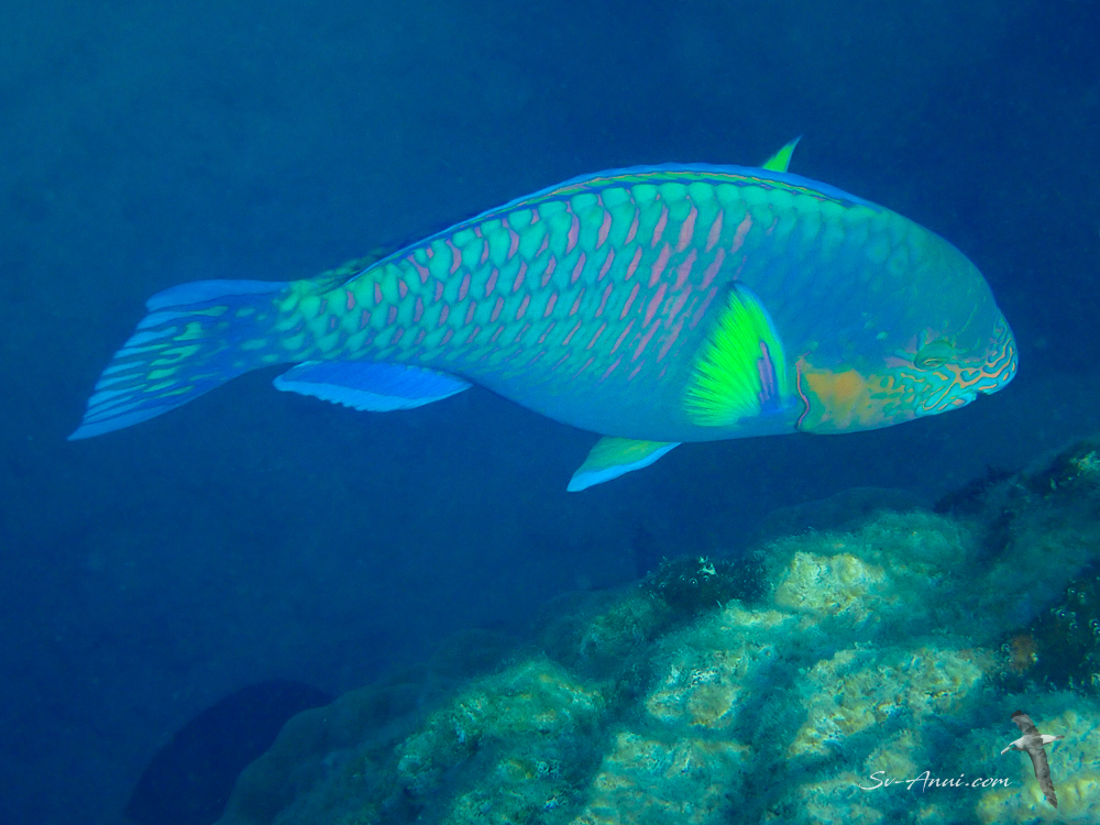 Surf Parrotfish