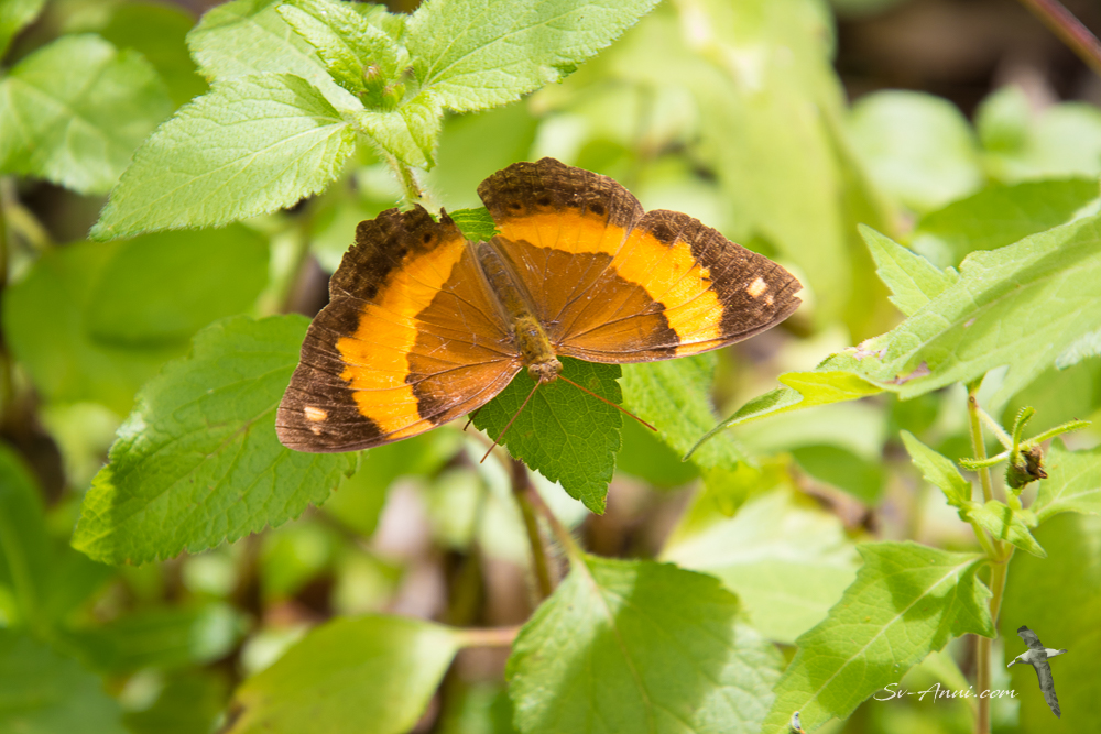 Australian Rustic Butterfly