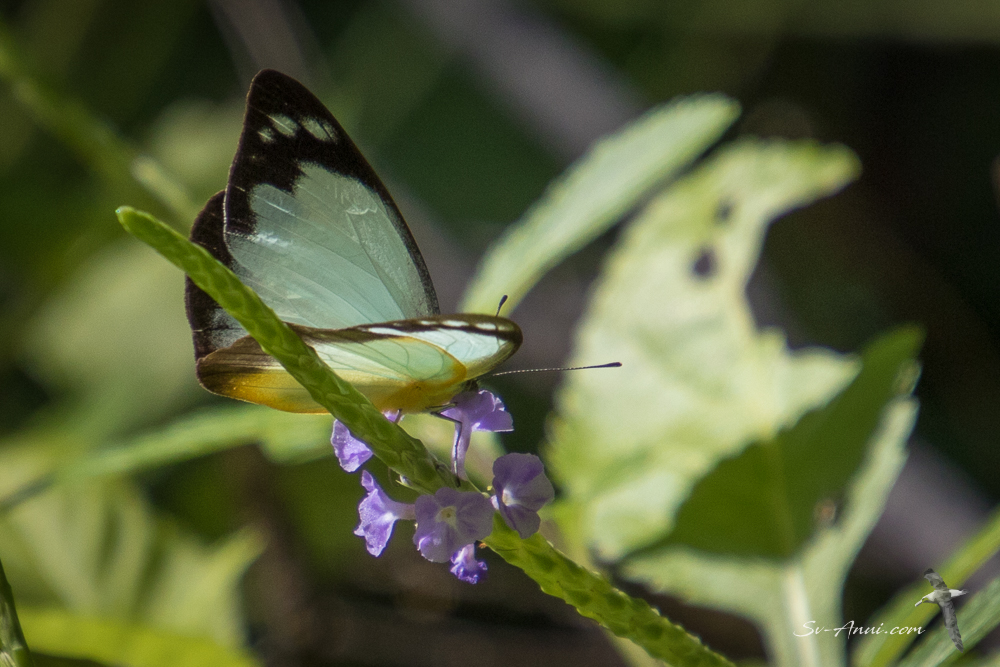 Australian Gull Butterfly