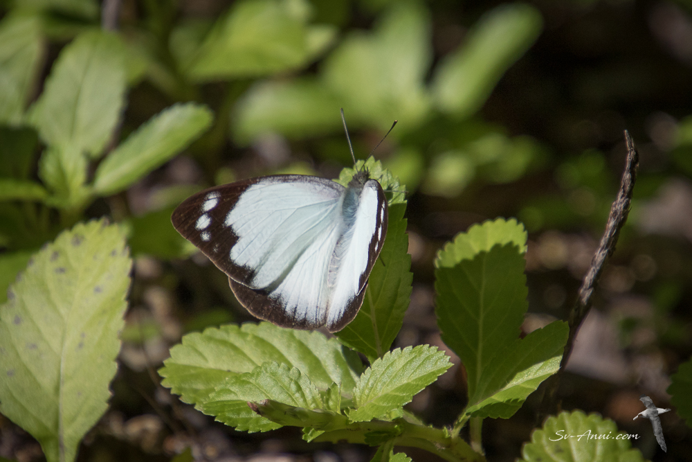 Australian Gull Butterfly