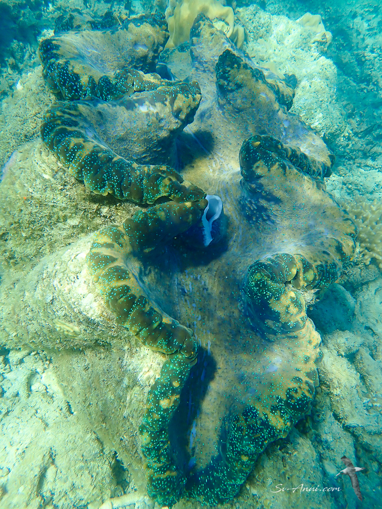 Giant Clam