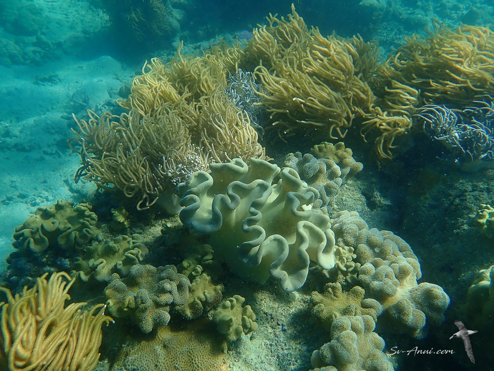 Soft Coral at Butterfly Bay