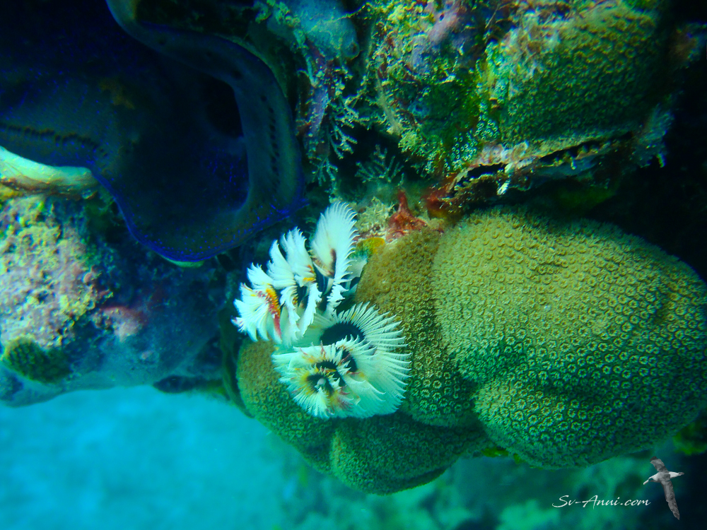 Christmas Tree Worm
