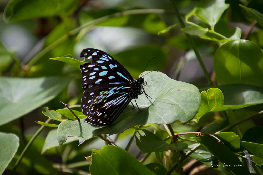 Blue Tiger Butterfly
