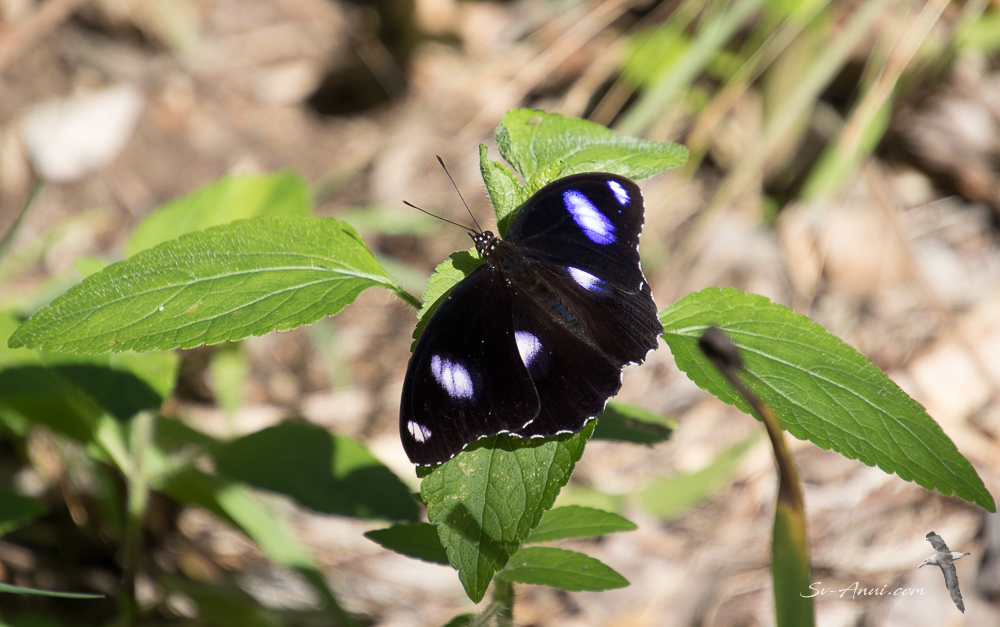 Common Eggfly Butterfly