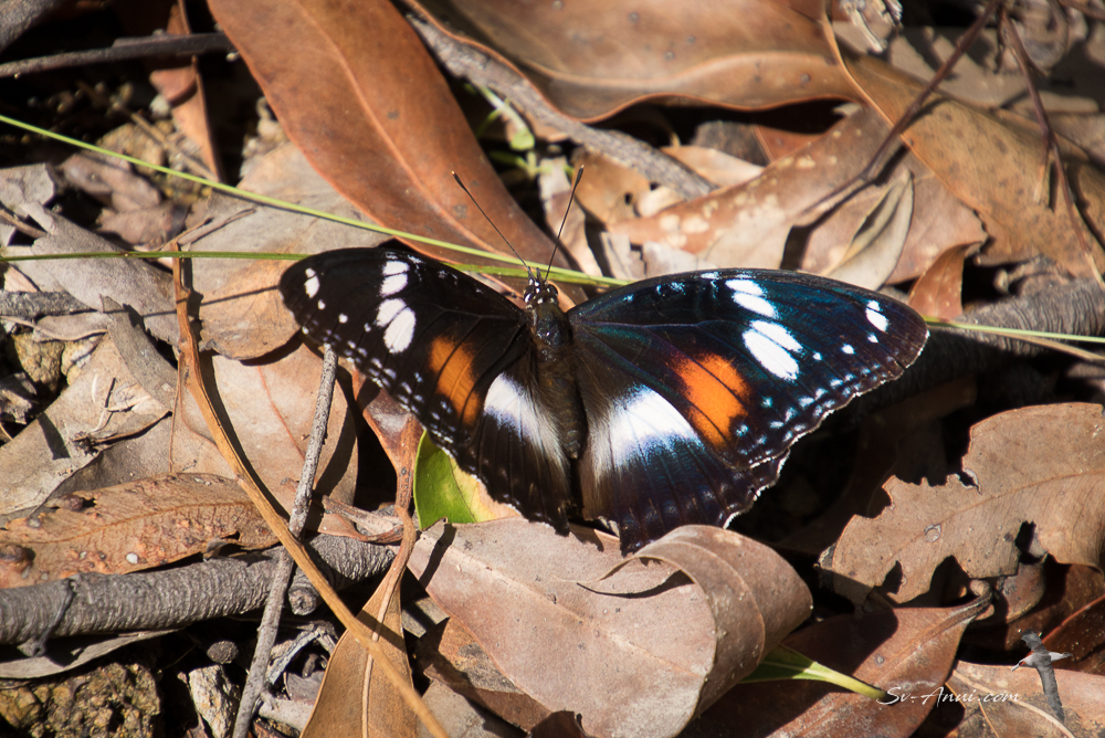 Common Eggfly Butterfly