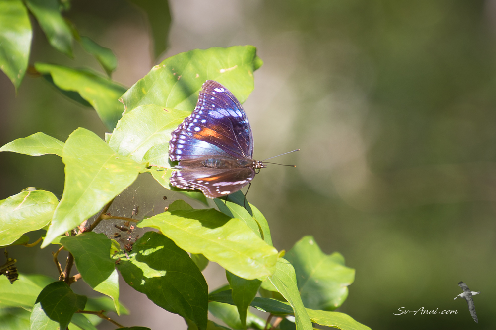 Eggfly Butterfly