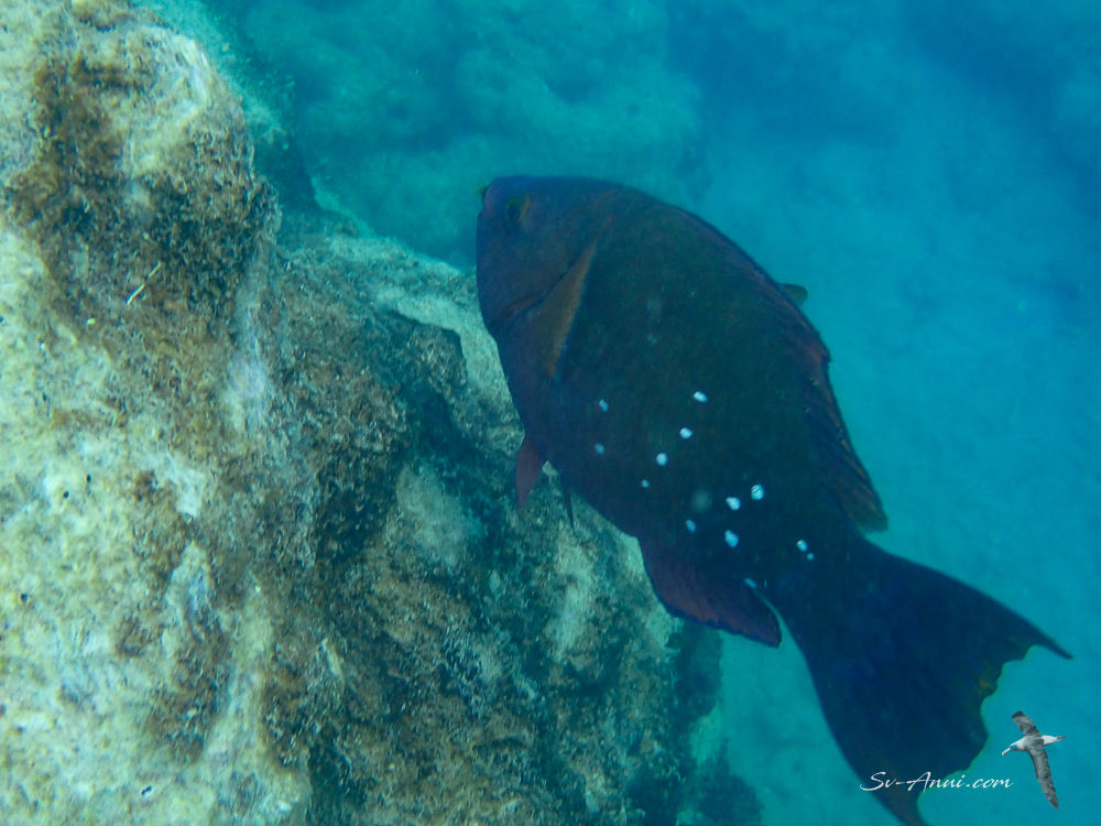 Greencheek Parrotfish