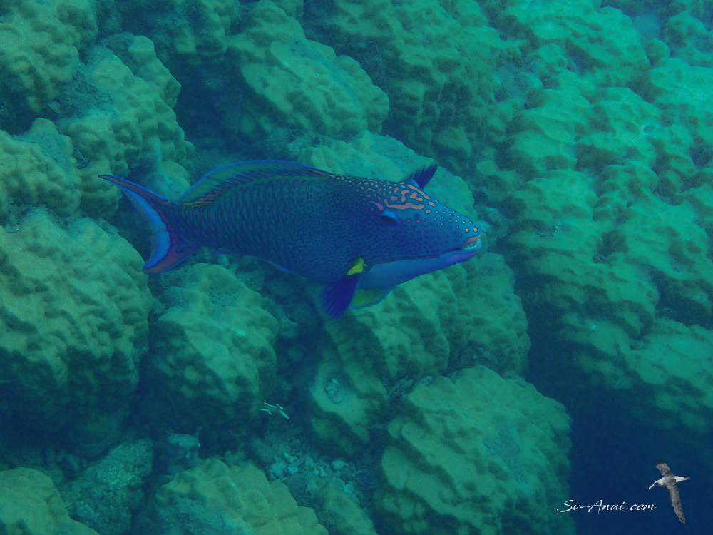 Bicolor Parrotfish