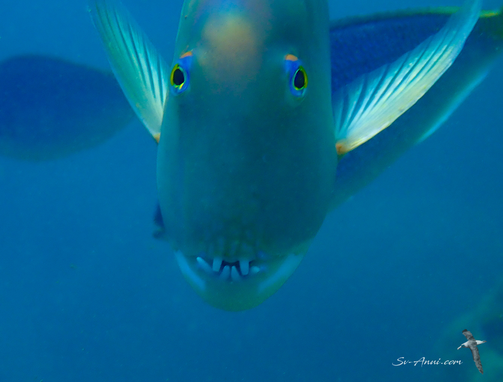 Blue Tuskfish