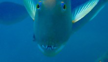 Blue Tuskfish
