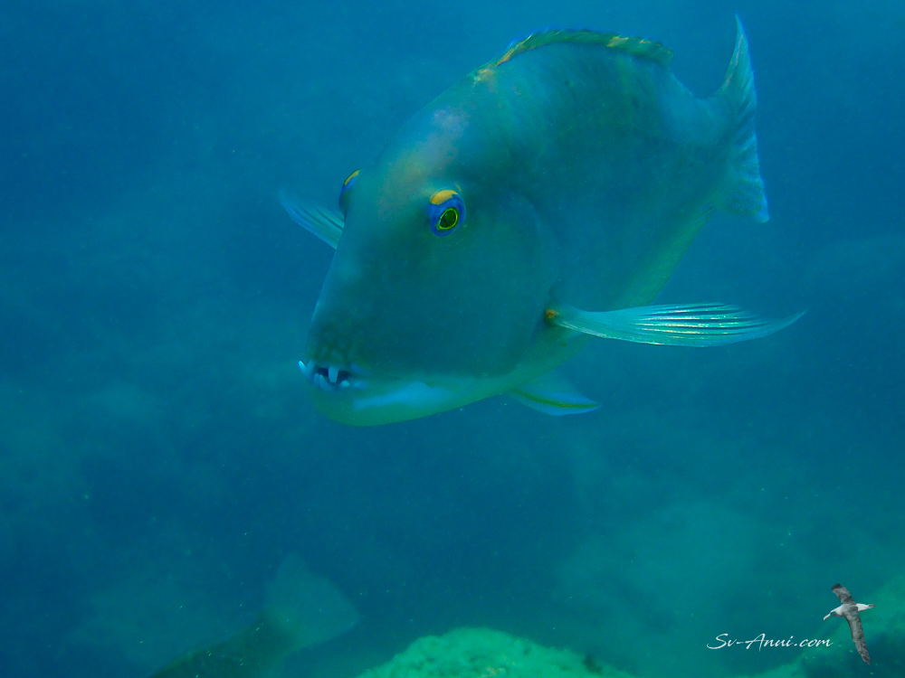 Blue Tuskfish