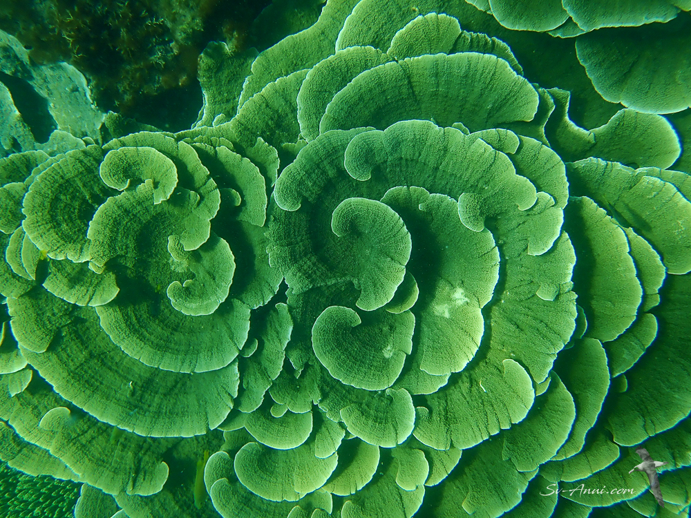 Leafy coral at Florence Bay