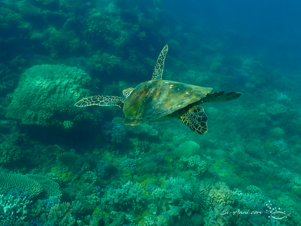 Green Sea Turtle