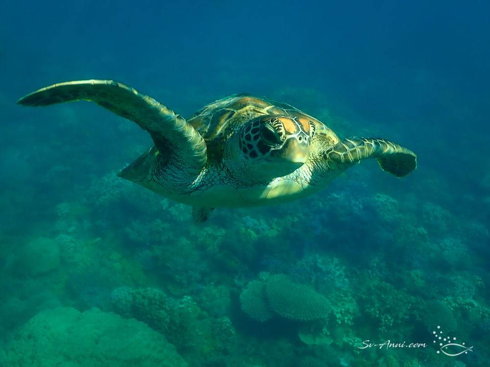 Green Sea Turtle