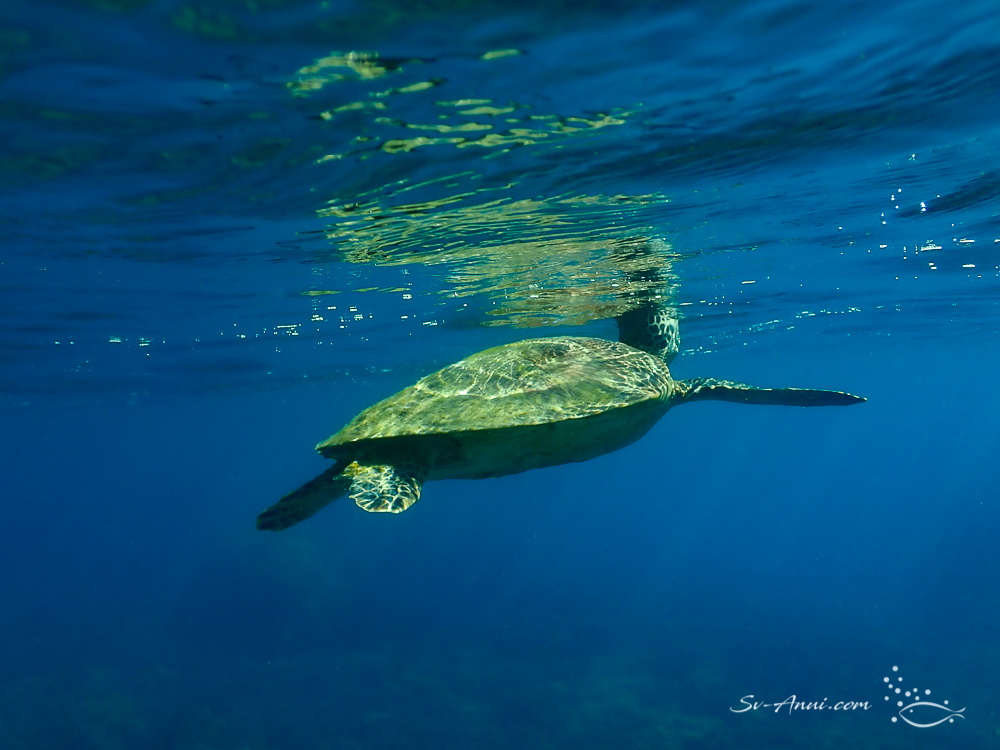 Green Sea Turtle