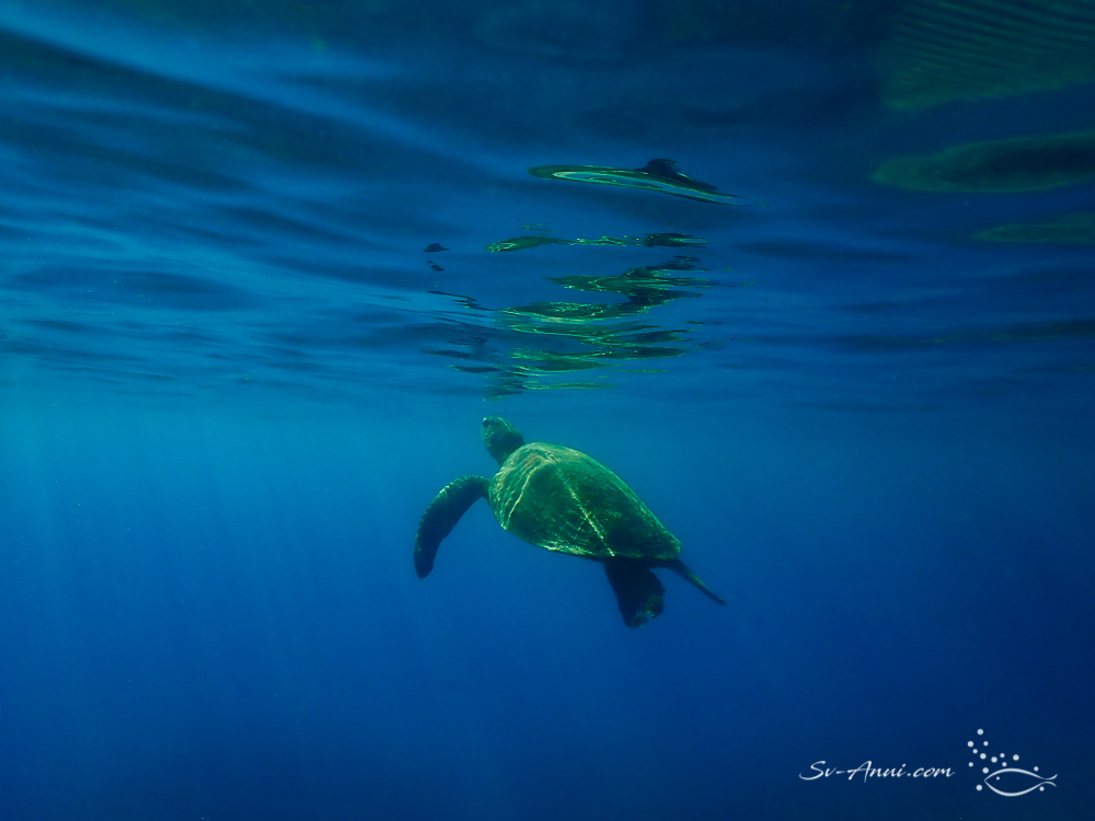 Green Sea Turtle about to surface