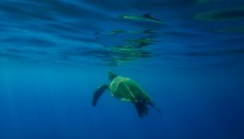Green Sea Turtle about to surface