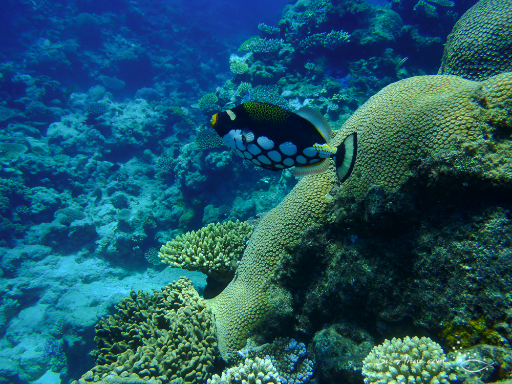 Clown Triggerfish