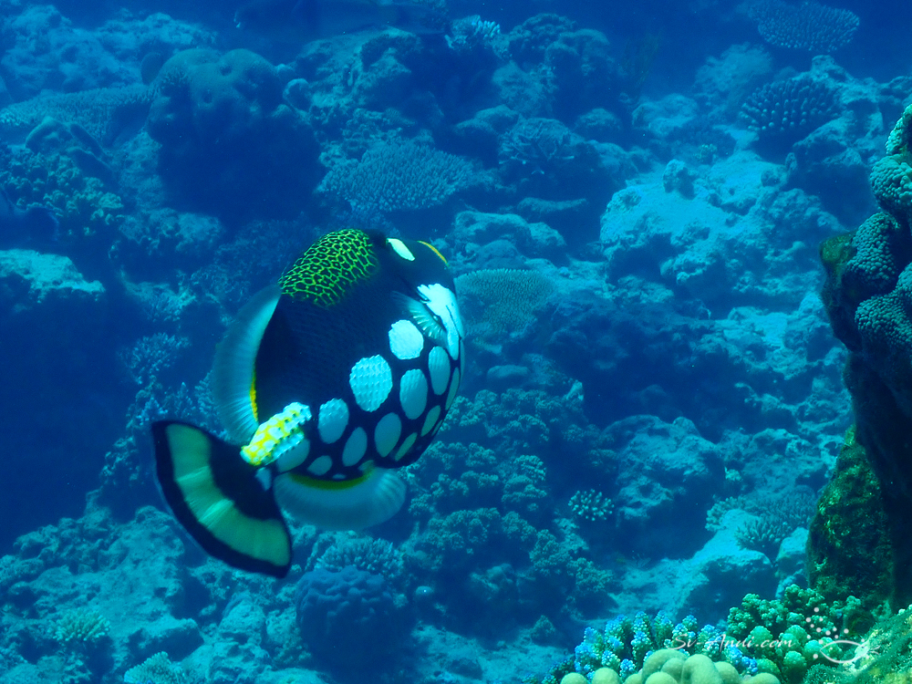 Clown Triggerfish