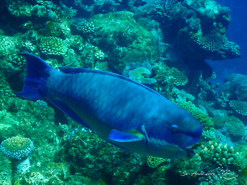 Steephead Parrotfish