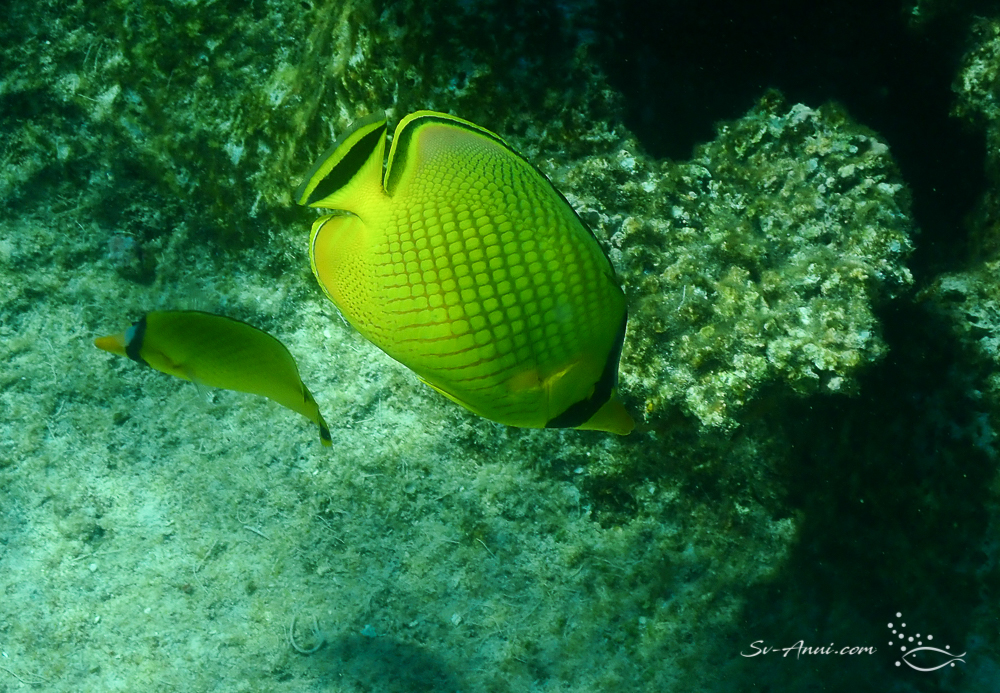 Lattice Butterflyfish
