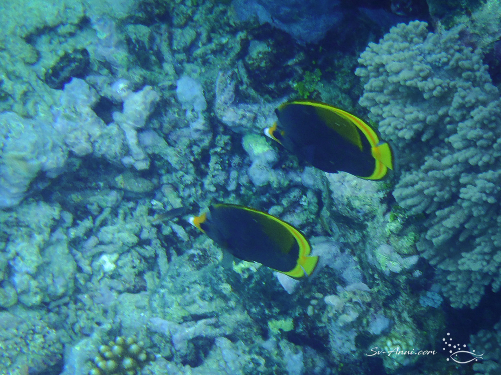 Dusky Butterflyfish